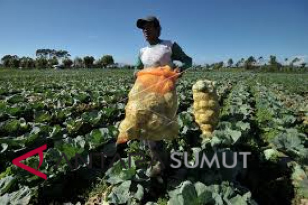 Lahan pertanian bukan sawah di Langkat 537.924 hektare