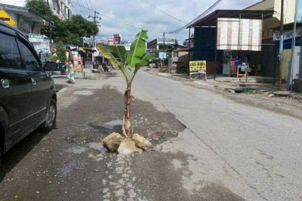 Heboh, pohon pisang di tengah jalan