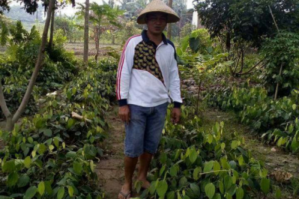 Petani Langkat kembangkan tanaman lada perdu
