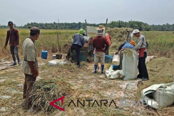 25.965 hektare sawah tadah hujan di Langkat