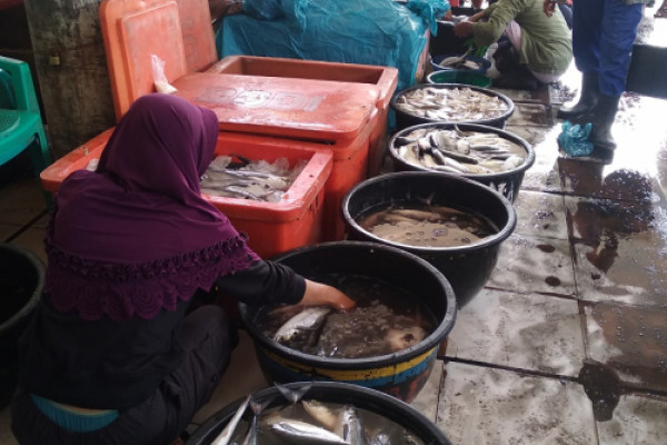 Harga ikan melonjak naik di Sibolga